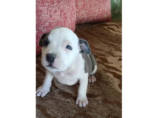 Κουτάβια Blue American Staffordshire Terrier